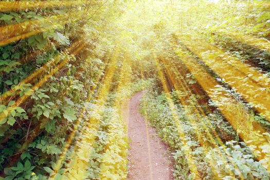 Magical road in the forest. Composition with rays of light.