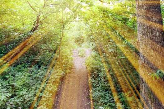 Magical road in the forest. Composition with rays of light.