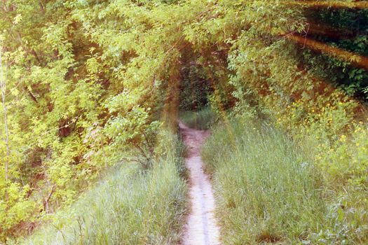 Magical road in the forest. Composition with rays of light.