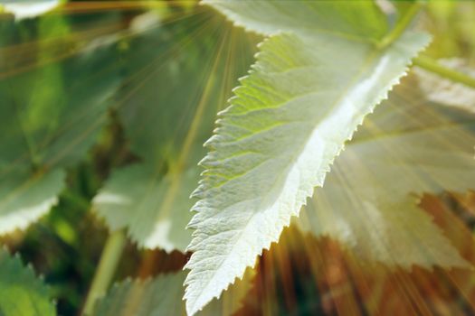 Magic leaves. Composition of leaves and rays. Natural background