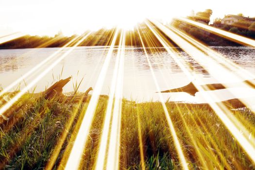 Magic pond. Composition of a pond and rays. Natural background