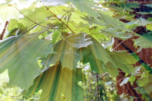 Magic leaves. Composition of leaves and rays. Natural background