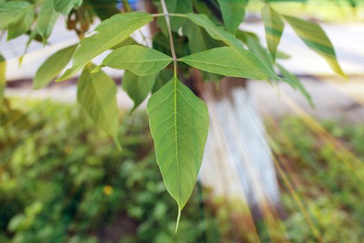Magic leaves. Composition of leaves and rays. Natural background