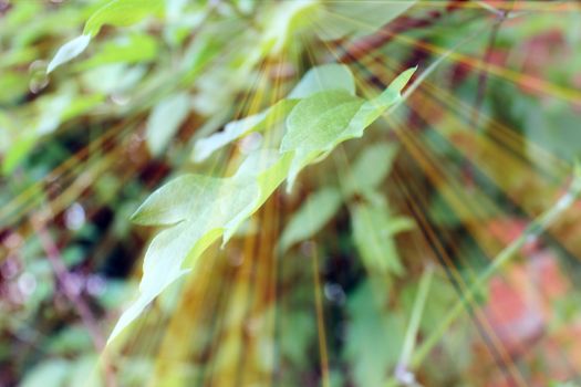 Magic leaves. Composition of leaves and rays. Natural background