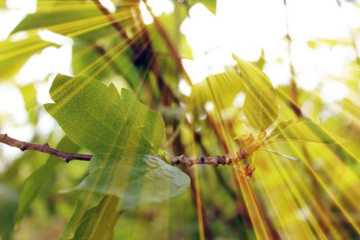 Magic leaves. Composition of leaves and rays. Natural background