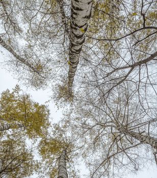A variety of birch crown in the autumn forest against  the gray sky. Bottom view of the trees
