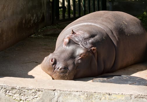 Wild Hippo in African river water hippopotamus (Hippopotamus amphibius)