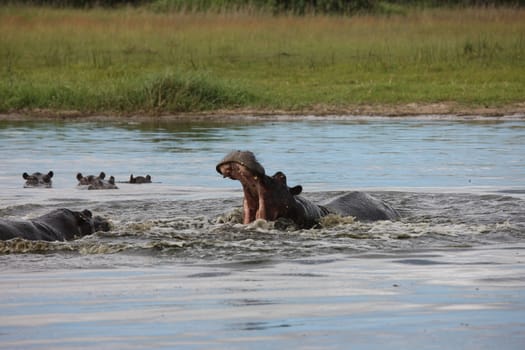 Wild Hippo in African river water hippopotamus (Hippopotamus amphibius)