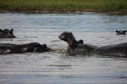 Wild Hippo in African river water hippopotamus (Hippopotamus amphibius)