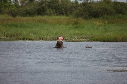 Wild Hippo in African river water hippopotamus (Hippopotamus amphibius)