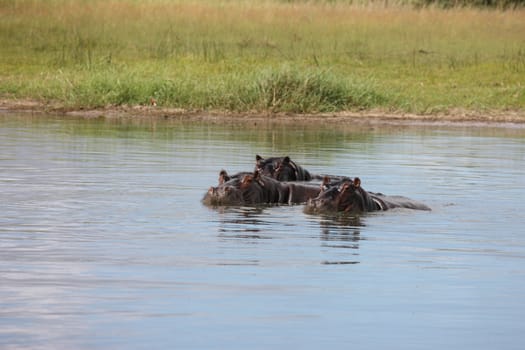 Wild Hippo in African river water hippopotamus (Hippopotamus amphibius)