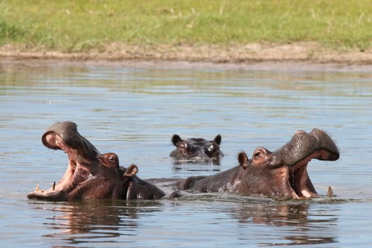 Wild Hippo in African river water hippopotamus (Hippopotamus amphibius)