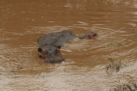 Wild Hippo in African river water hippopotamus (Hippopotamus amphibius)