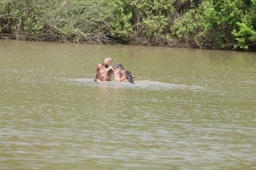 Wild Hippo in African river water hippopotamus (Hippopotamus amphibius)