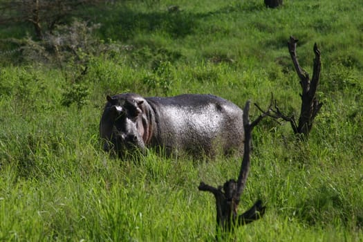 Wild Hippo in African river water hippopotamus (Hippopotamus amphibius)