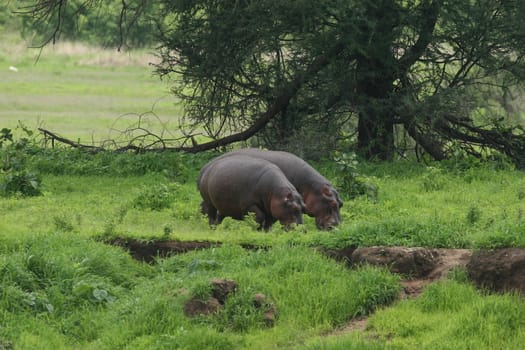 Wild Hippo in African river water hippopotamus (Hippopotamus amphibius)