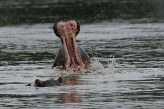 Wild Hippo in African river water hippopotamus (Hippopotamus amphibius)