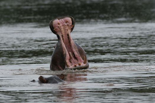 Wild Hippo in African river water hippopotamus (Hippopotamus amphibius)