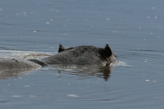 Wild Hippo in African river water hippopotamus (Hippopotamus amphibius)