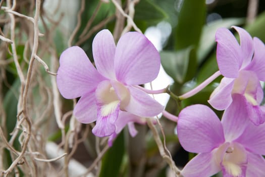 Beautiful purple orchid flower and green leaves background in the garden