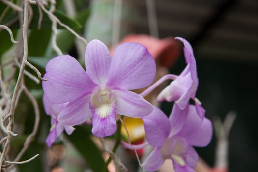 Beautiful purple orchid flower and green leaves background in the garden