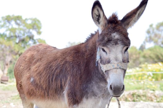 Brown donkey front view in a prairie on the island of Crete