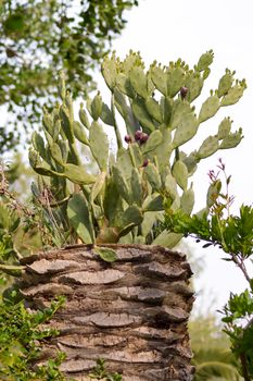 Cactus that grows on an old trunk of palm tree in a garden of the island of Crete