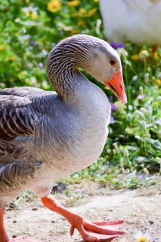 Male goose parmia of daisies on the island of Crete