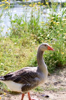 Male goose parmia of daisies on the island of Crete