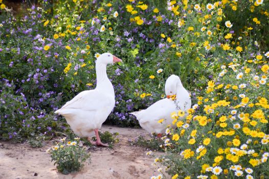 Two Geese Parmia Daisies on the Island of Crete