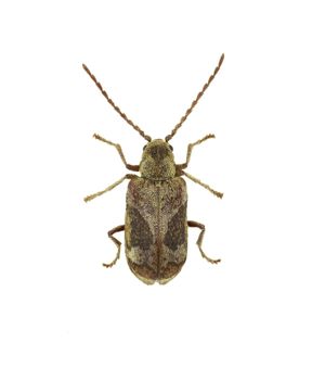 Death Watch Beetle Ptinomorphus on white Background  -  Ptinomorphus imperialis (Linnaeus 1767)