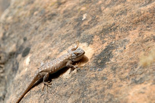 Fat Lizard sitting on the hot red rock of Utah's Zion National Park