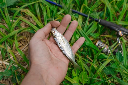The fisherman holds in his hands caught in the spinning fish