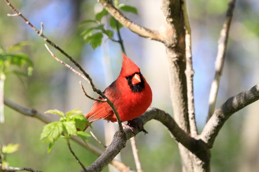 Cardinal male perched on branch in early spring