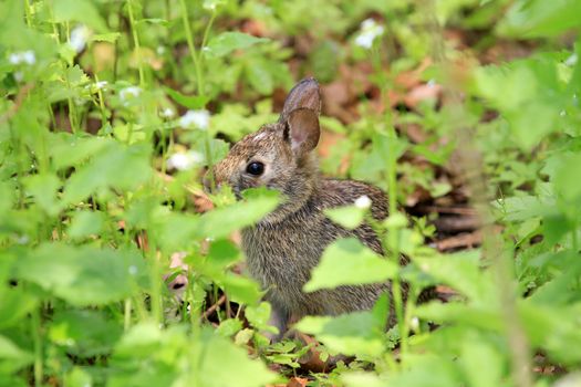 Cotton-tail Rabbit feeding in early spring on greens