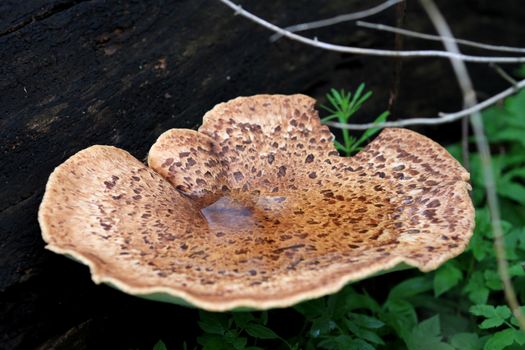 Fungi growing on dead stump early spring