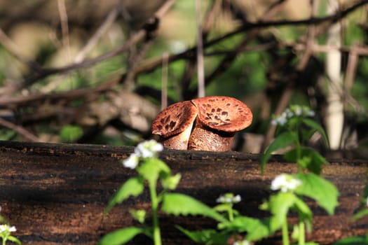 Fungi growing on dead stump early spring