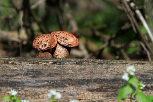 Fungi growing on dead stump early spring