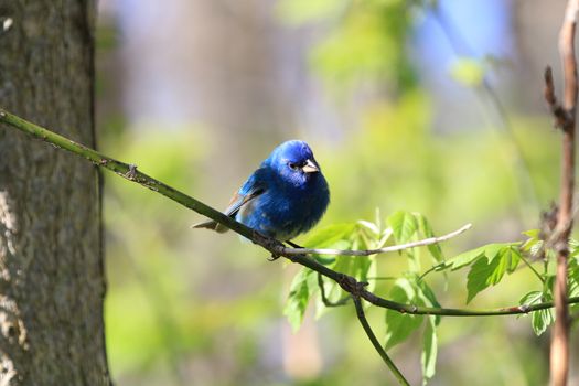 Indigo Bunting male perched on branch in early spring