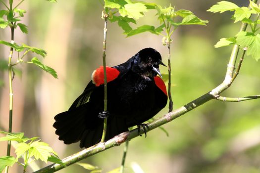 Red-wing Blackbird male displaying in early spring