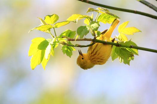 Yellow Warbler feeding on insects in early spring