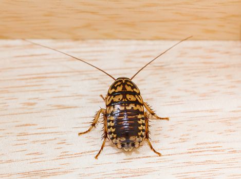 Close up dead cockroach on wood floor background