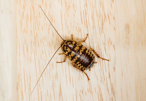 Close up dead cockroach on wood floor background