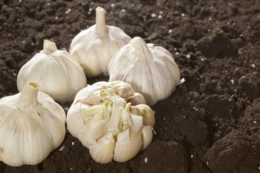 Ripe fresh garlic on freshly scraped ground