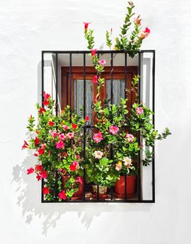 Blooming mallows decorating the window of a white house. Frigiliana, Andalusia, Spain.