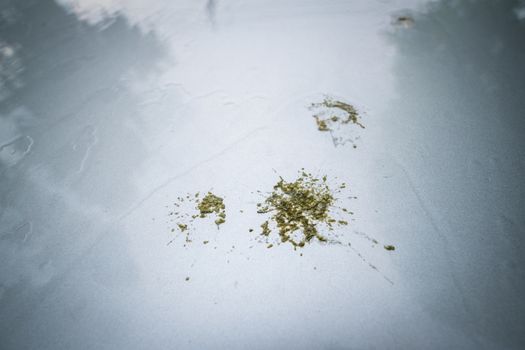 bird droppings on car hood