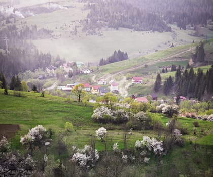 Spring in the mountains. Orchard blooming on hills. Blossoming trees on a green meadow near a small village. Mountains meadow. Fresh greens bright color.