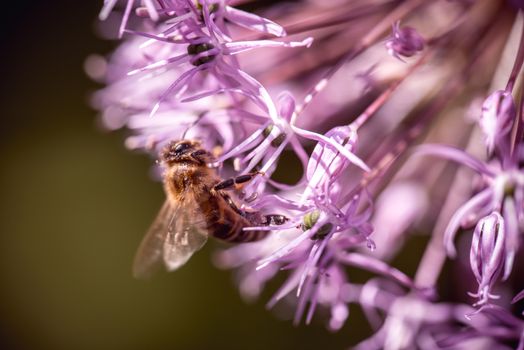 Bee collecting nectar on purple alum garlic flower. macro close-up.