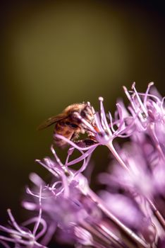 Bee collecting nectar on purple alum garlic flower. macro close-up.