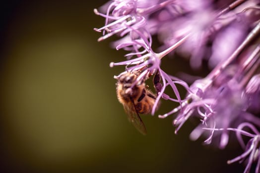 Bee collecting nectar on purple alum garlic flower. macro close-up.